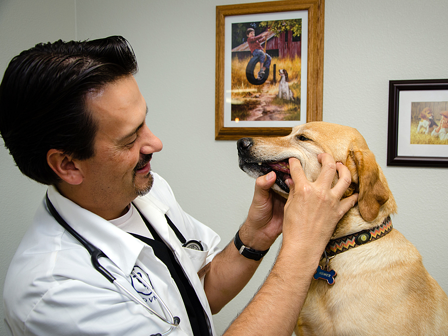 dr. matthew bettencourt looking at a dogs teeth