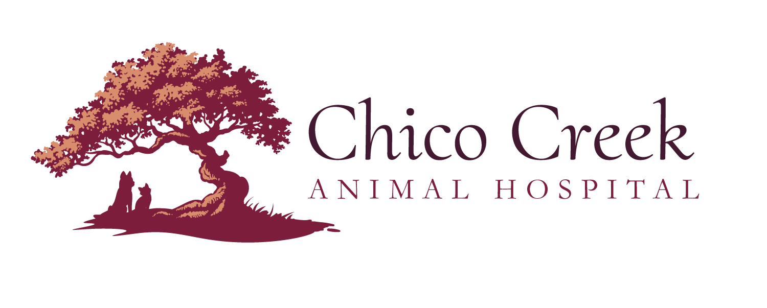 Best Vet Hospital In Chico, CA | Chico Creek Animal Hospital