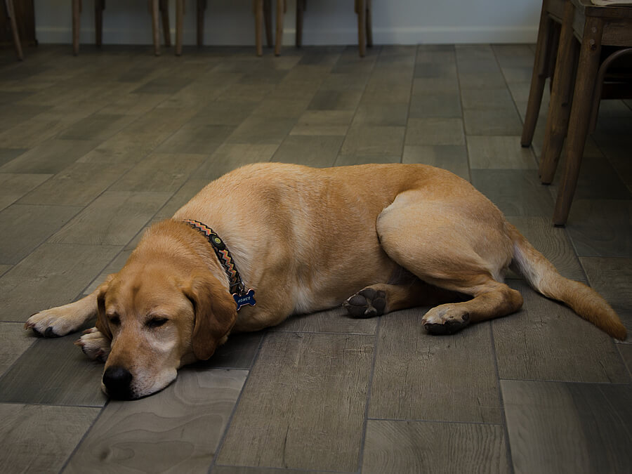 light brown dog laying on floor