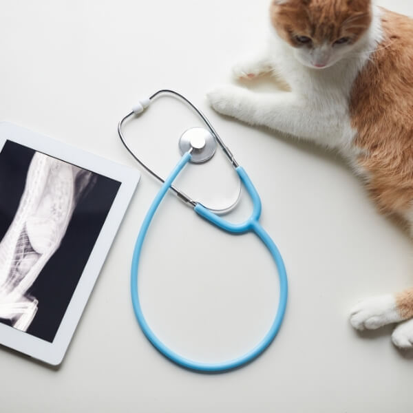 Cat sitting beside stethoscope