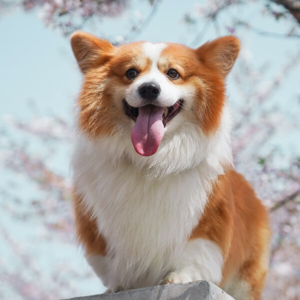 a dog sitting on a ledge