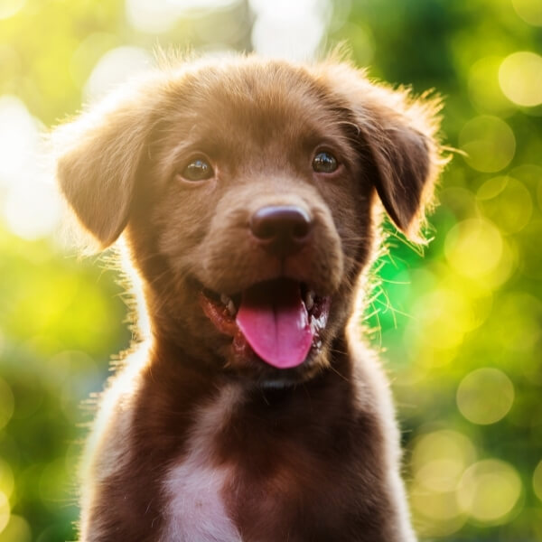 Cute Brown Dog