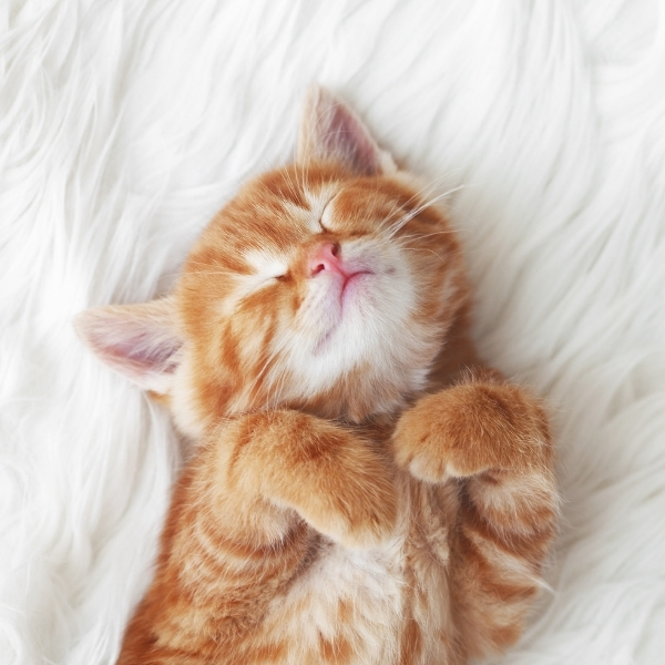 orange kitten sleeping in bed