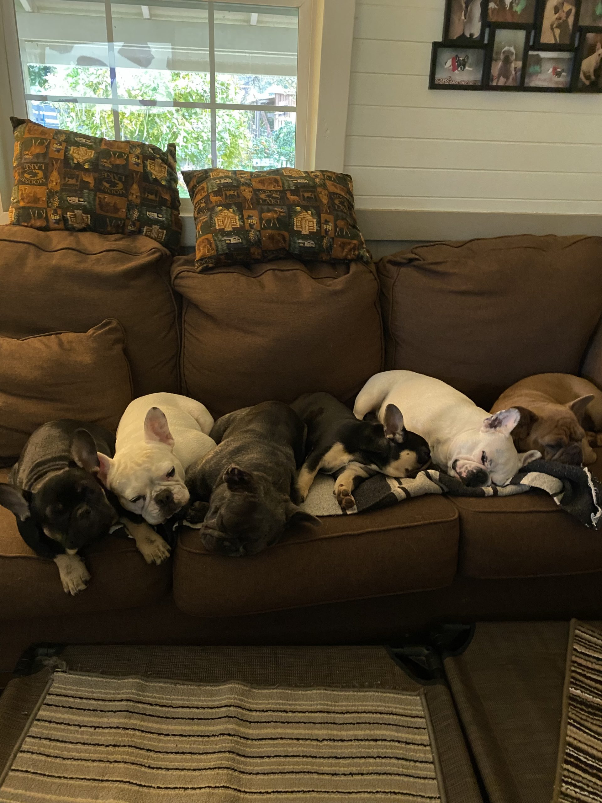 Pets laying on sofa